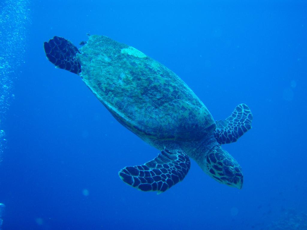 Shamar Guesthouse & Dive Maamigili Zewnętrze zdjęcie